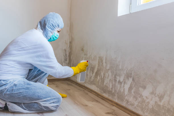Licensed Mold Remediation service in Wauconda, IL - WQB Mold Removal